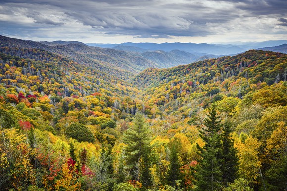 Rolling hills covered in leafy trees and evergreens