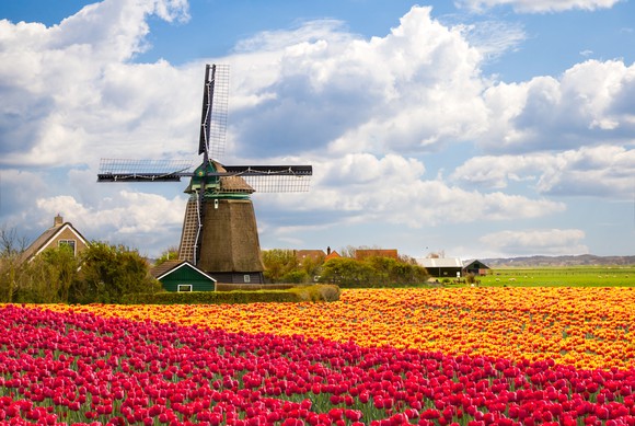 A classic Holland windmill in a field of tulips.