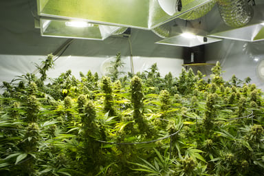 Marijuana growing indoors