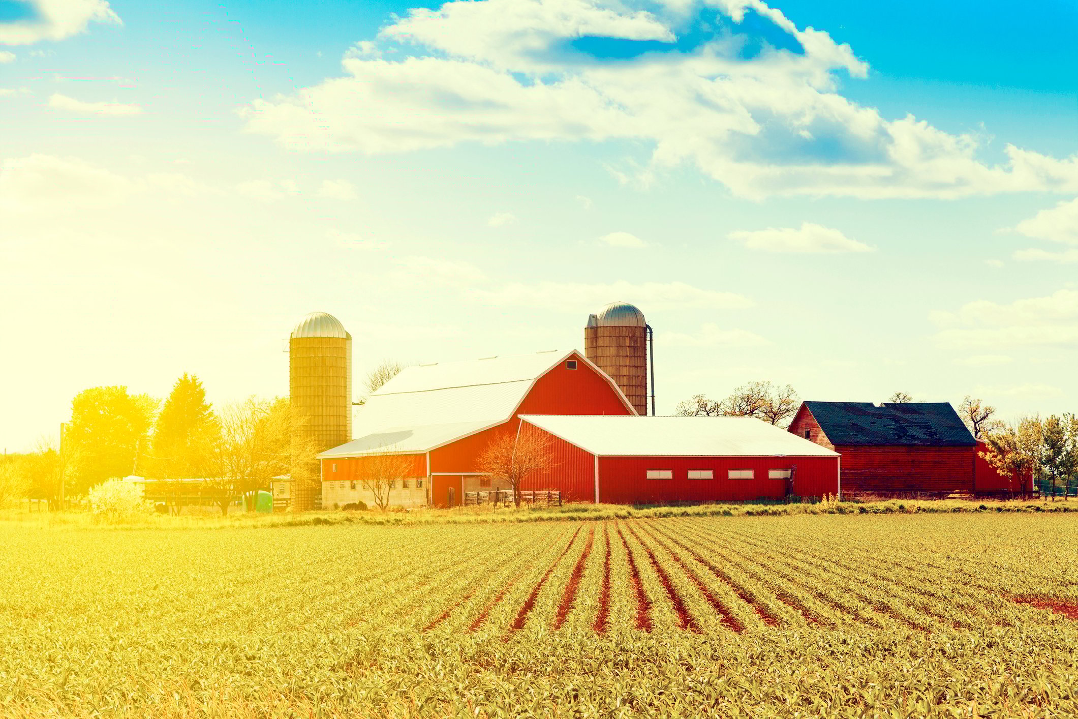 Sunshine on farm with barns in background