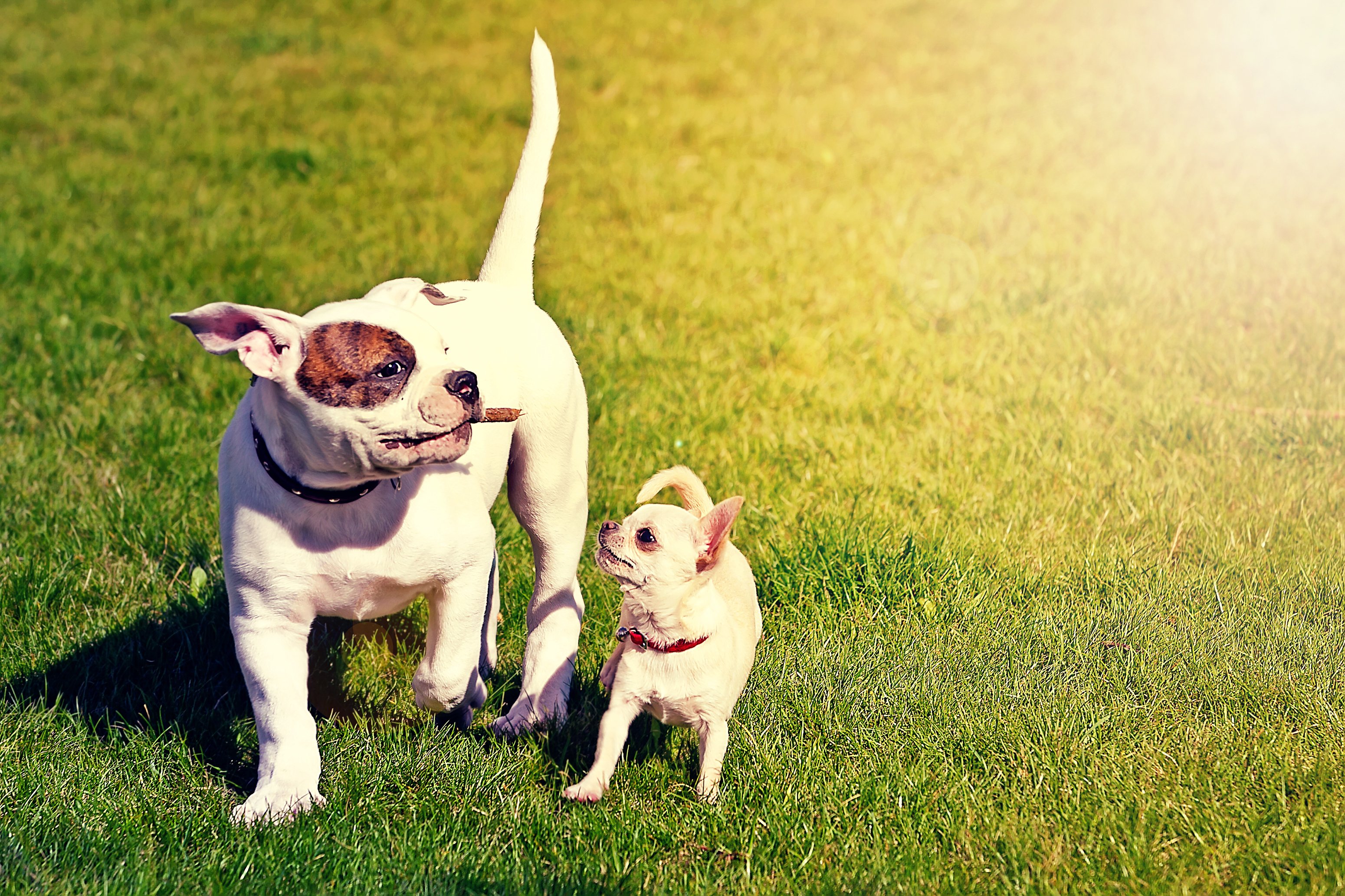 Medium-sized and small dog walking side by side on grass