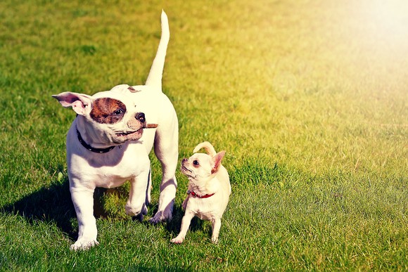 Medium-sized and small dog walking side by side on grass