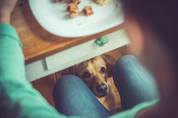 A dog underneath a table, looking up at a person who is eating from a plate on the table.
