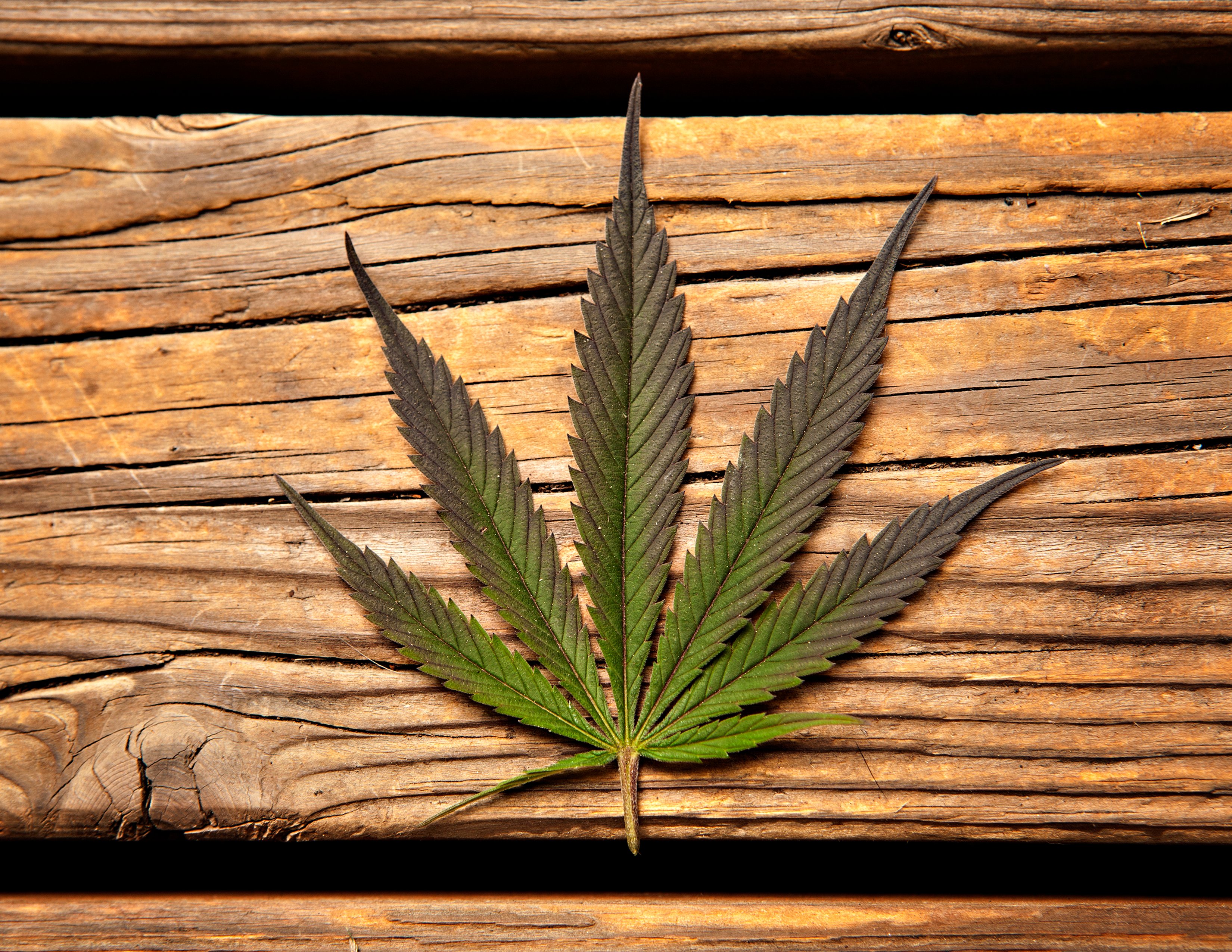 A marijuana leaf on a wooden table.