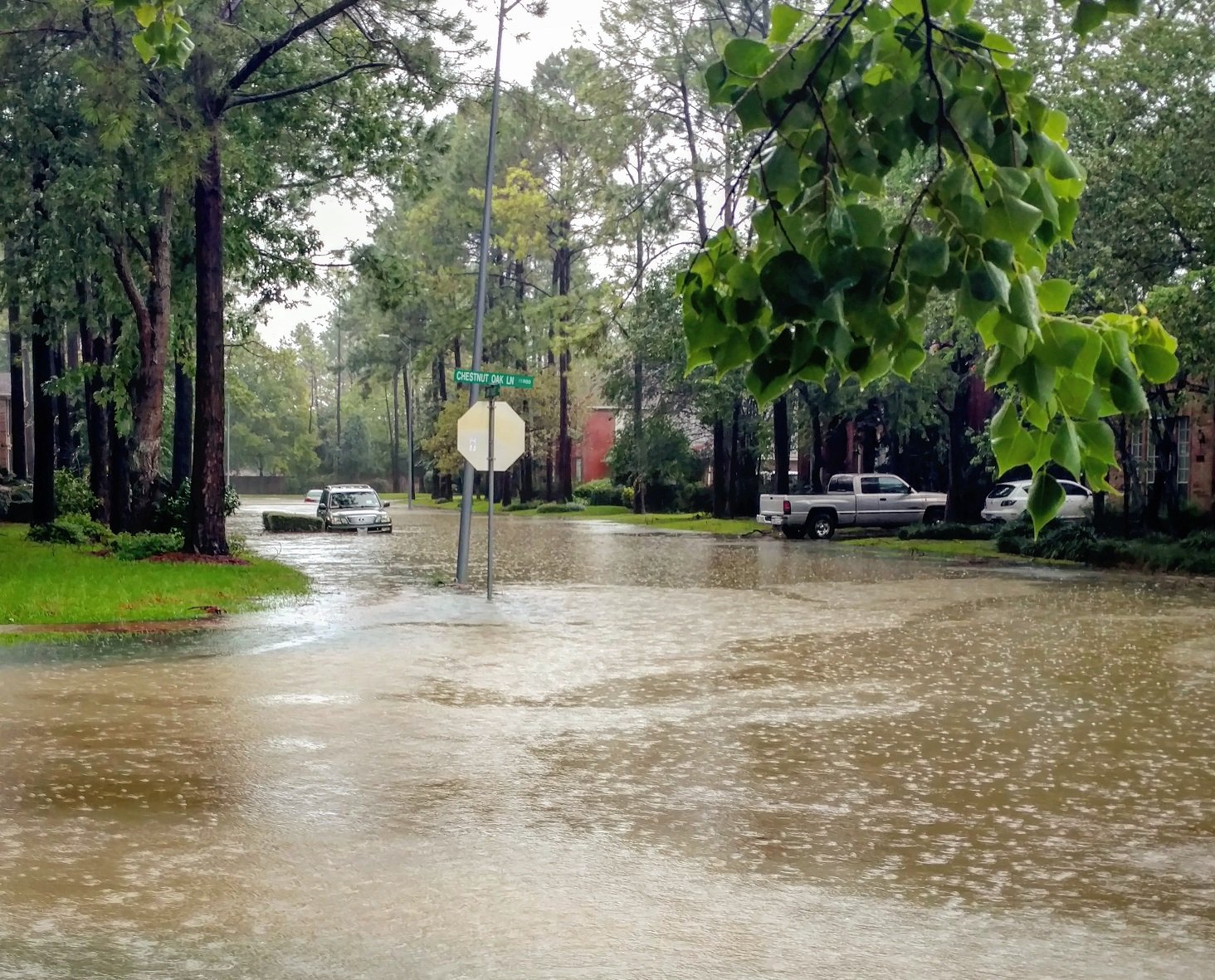 Flooded street with cars and trees.