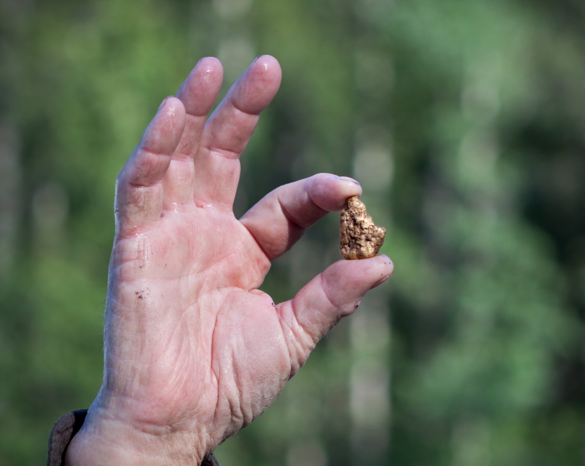 A man holds a gold nugget between his thumb and forefinger.
