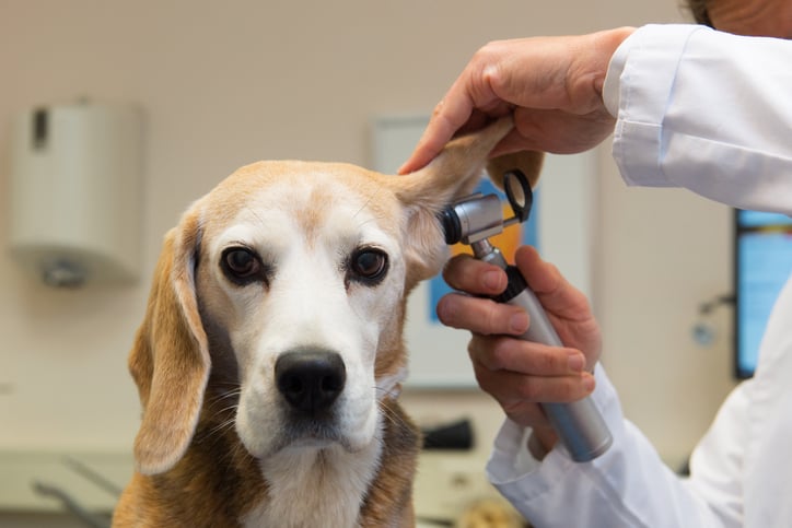 A veterinarian checks inside a dog's ear. 