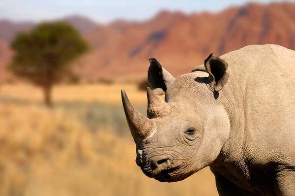 A black rhinoceros.