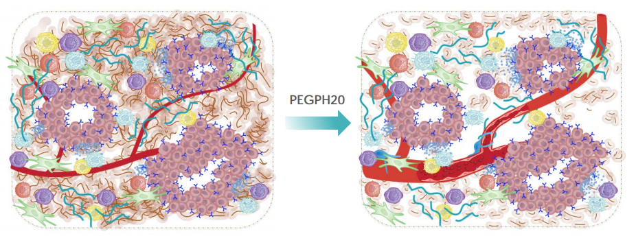 before and after picture of cell structure after adding PEGPH20