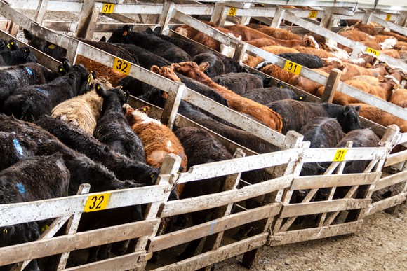 Cattle crammed into holding bins on an industrial farm.