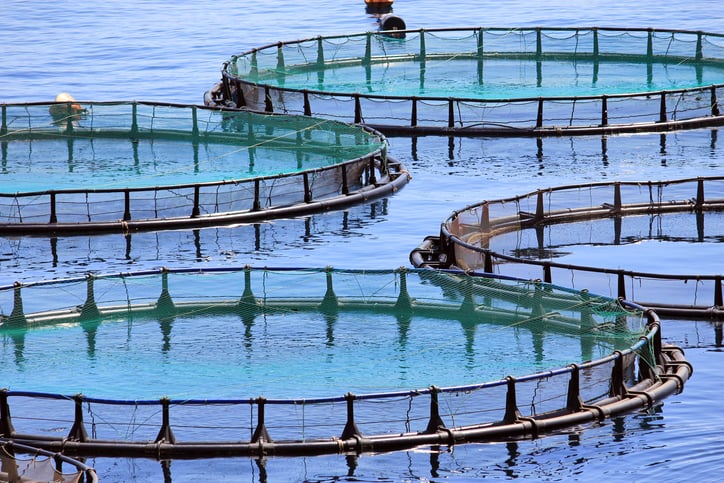 Floating cages of a fish farm