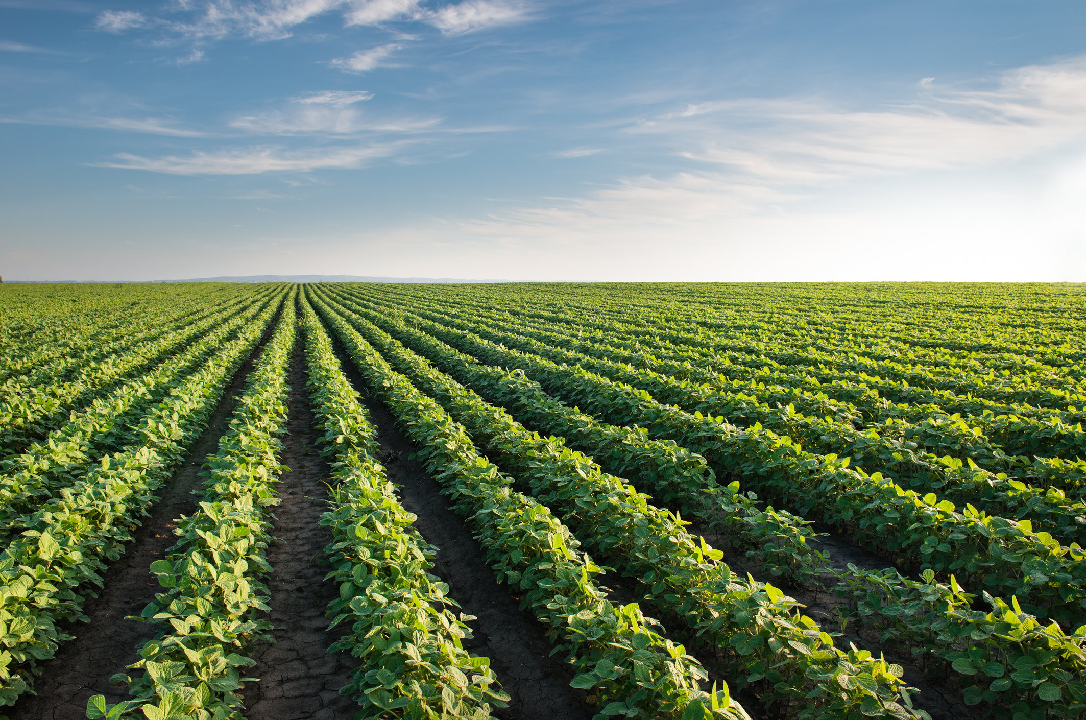 Rows of soybeans planted in a field, against a backdrop of a blue sky