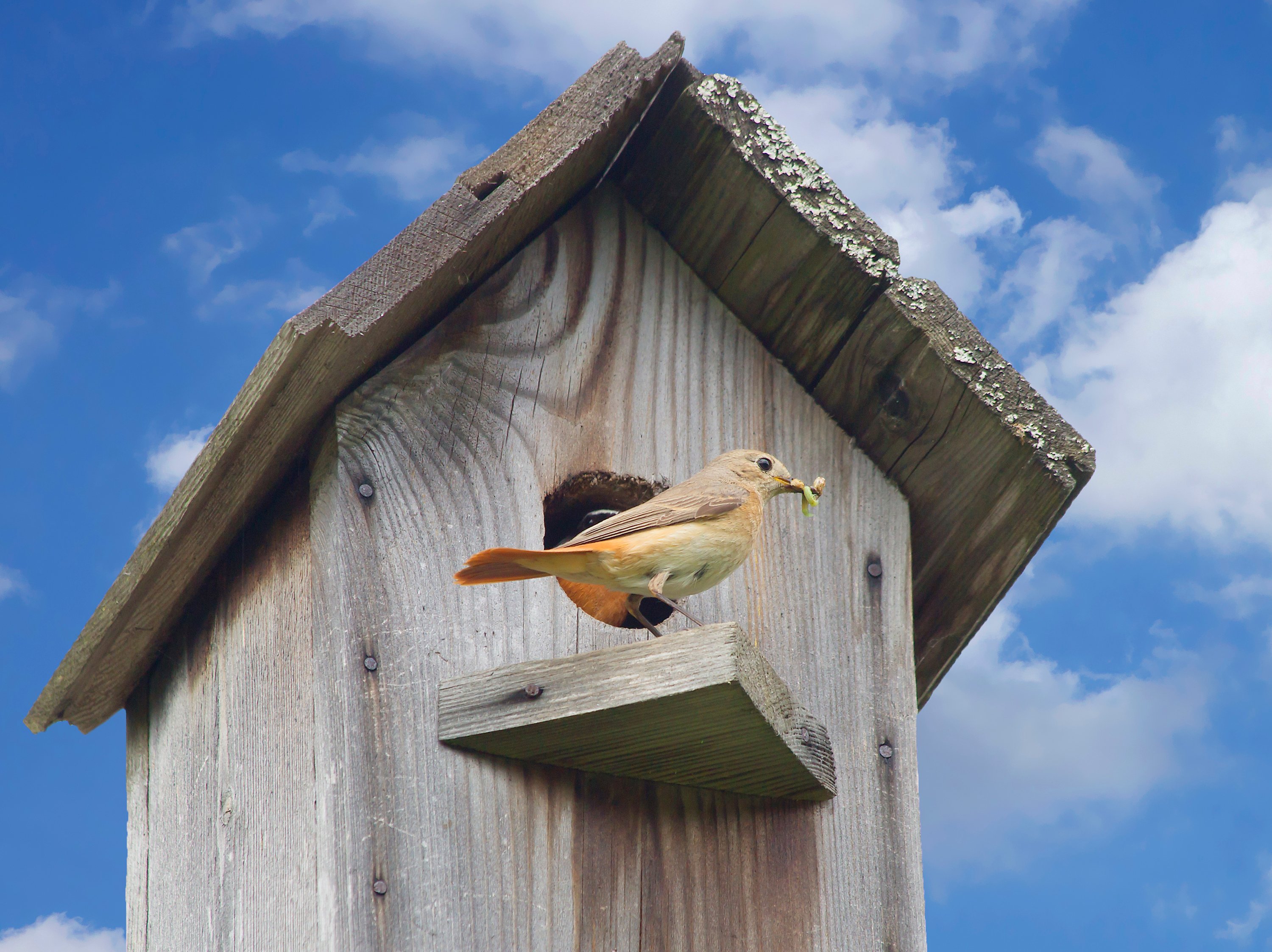 A bird at a bird house with a worm it its mouth.