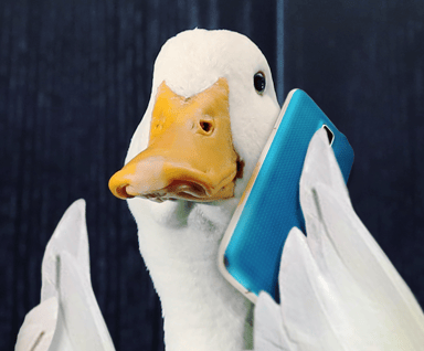 AFL duck big 2