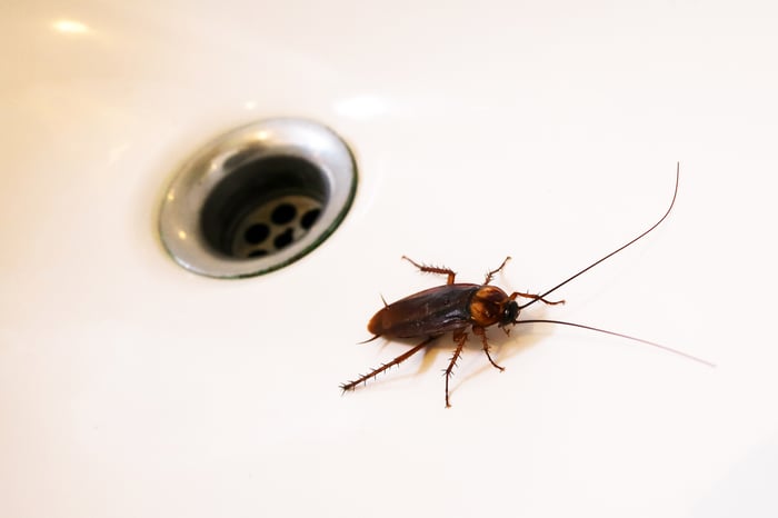 Cockroach in a sink