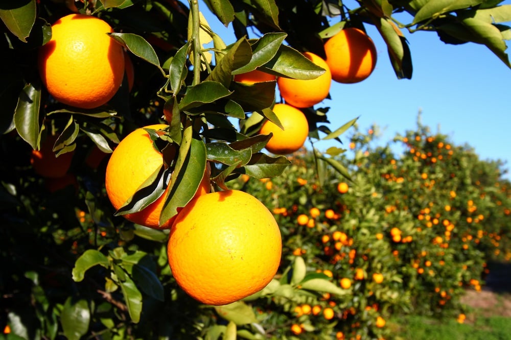 Florida oranges on the tree