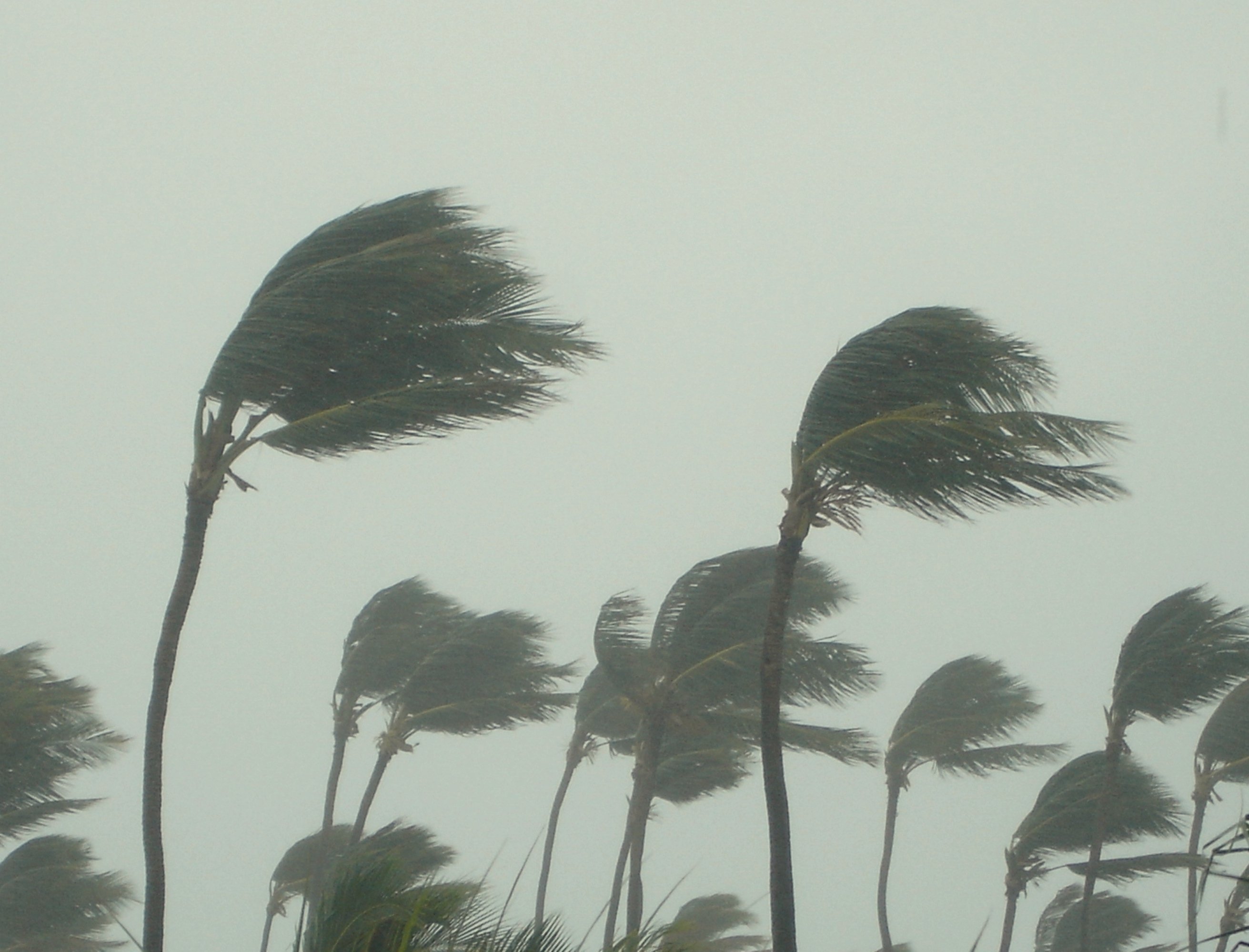 Palm trees being blown in a strong hurricane wind.