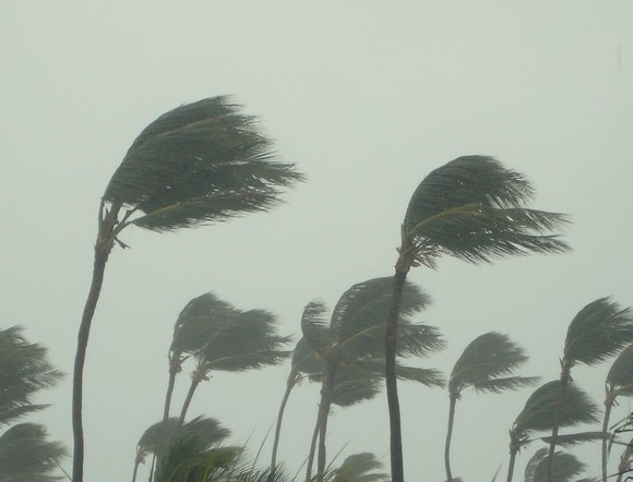 Palm trees being blown in a strong hurricane wind.