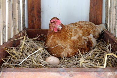 hen laying egg nesting box getty