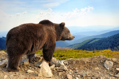 302 the bear case