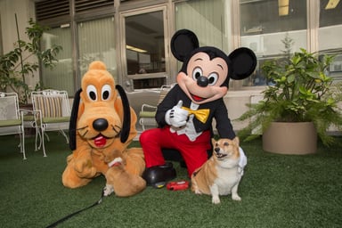 DISdogs