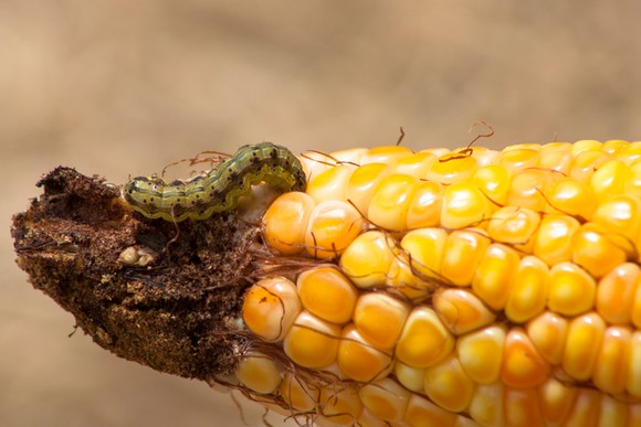 A fall armyworm caterpillar eating a corn cob.