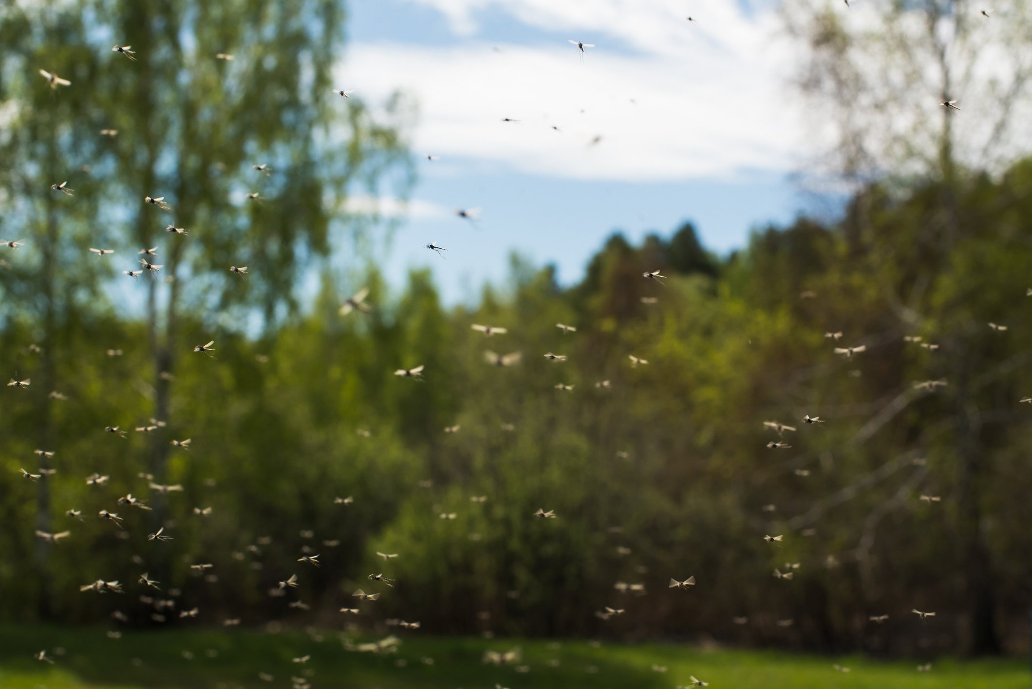 A swarm of mosquitoes flying.