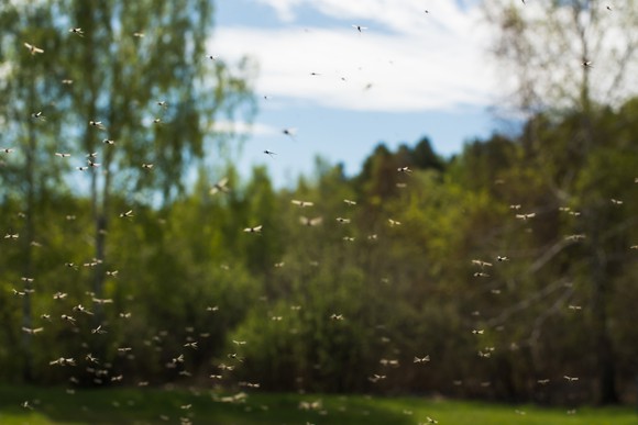 A swarm of mosquitoes flying.