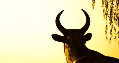 bull staring into distance