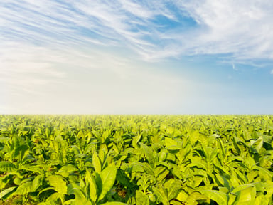 Tobacco field