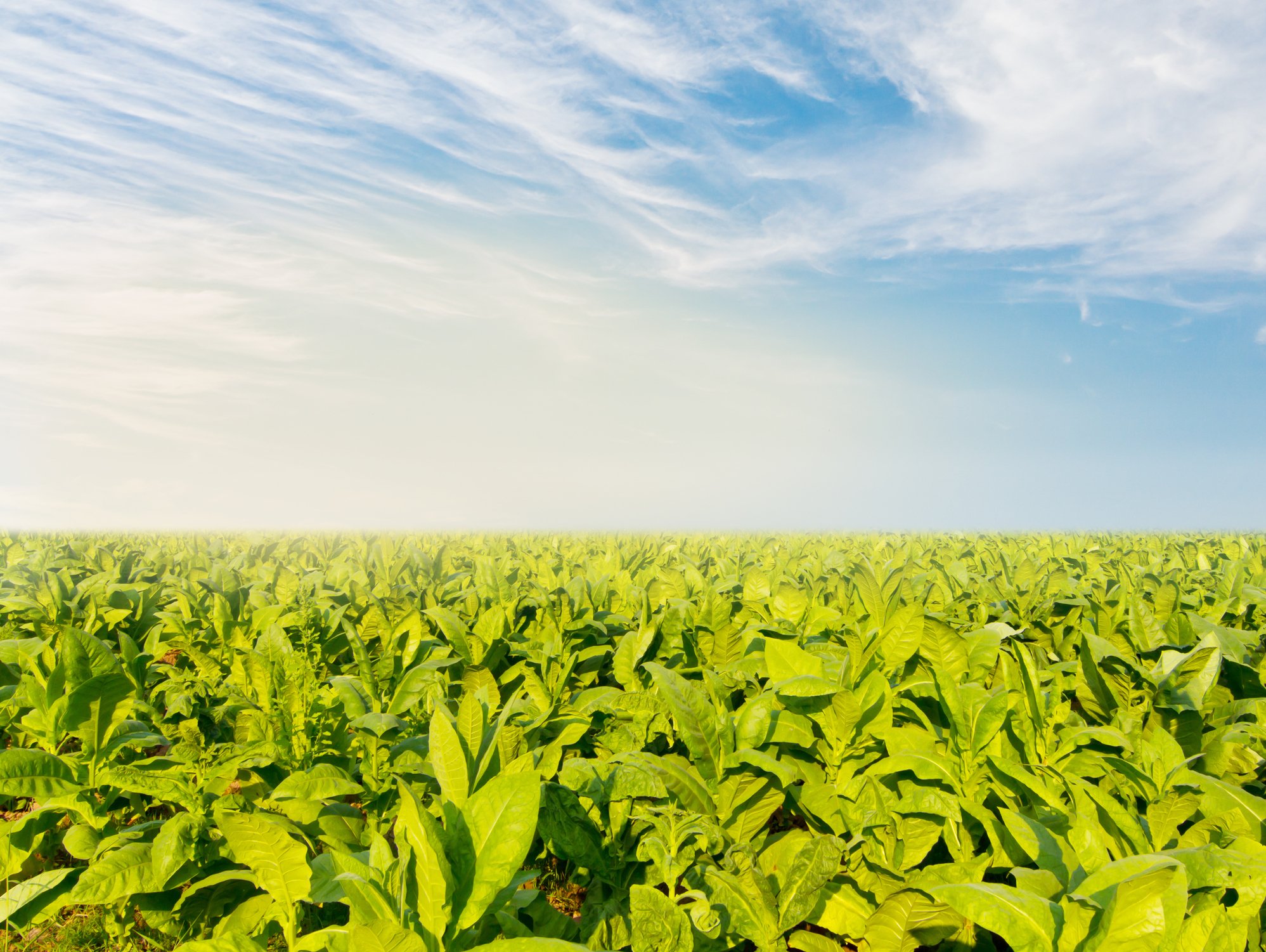 Tobacco field under partly cloudy sky