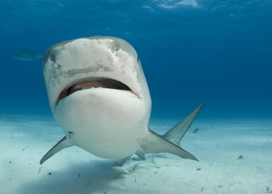 discovery shark