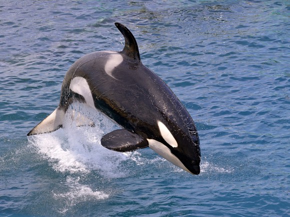 A killer whale jumps out of the ocean.