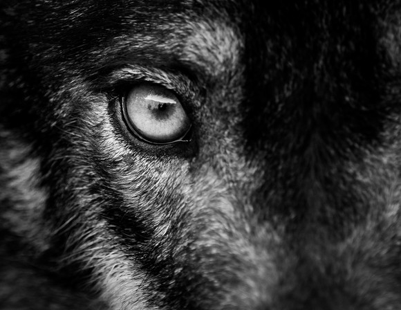 The eye of a wolf on the hunt