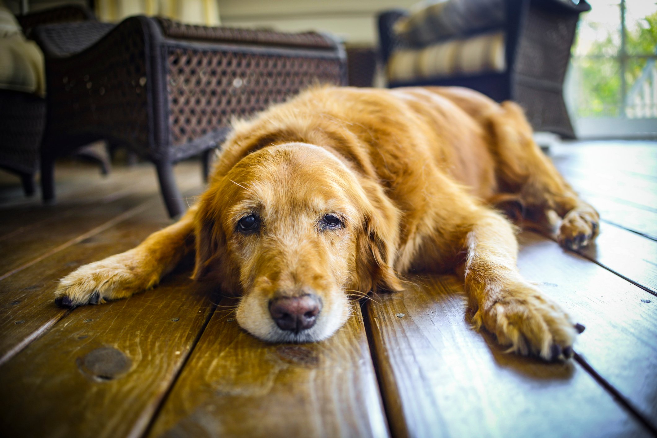 Golden retriever on the ground looking sad