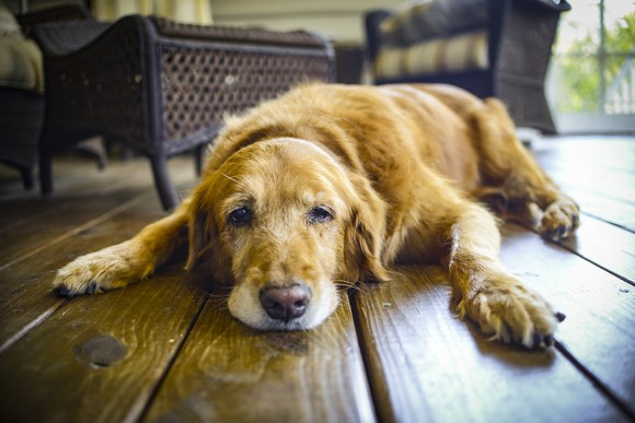 Golden retriever on the ground looking sad