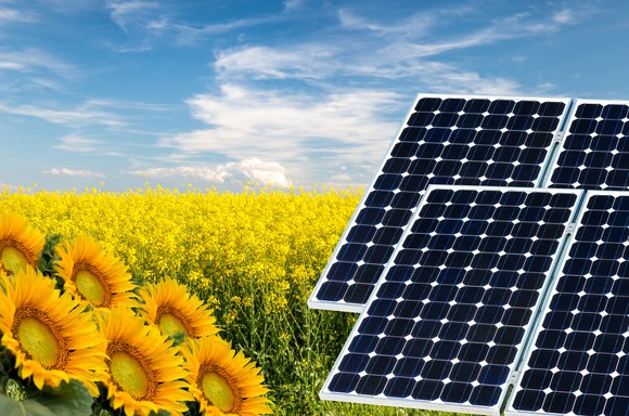 A field of sunflowers and solar panels.