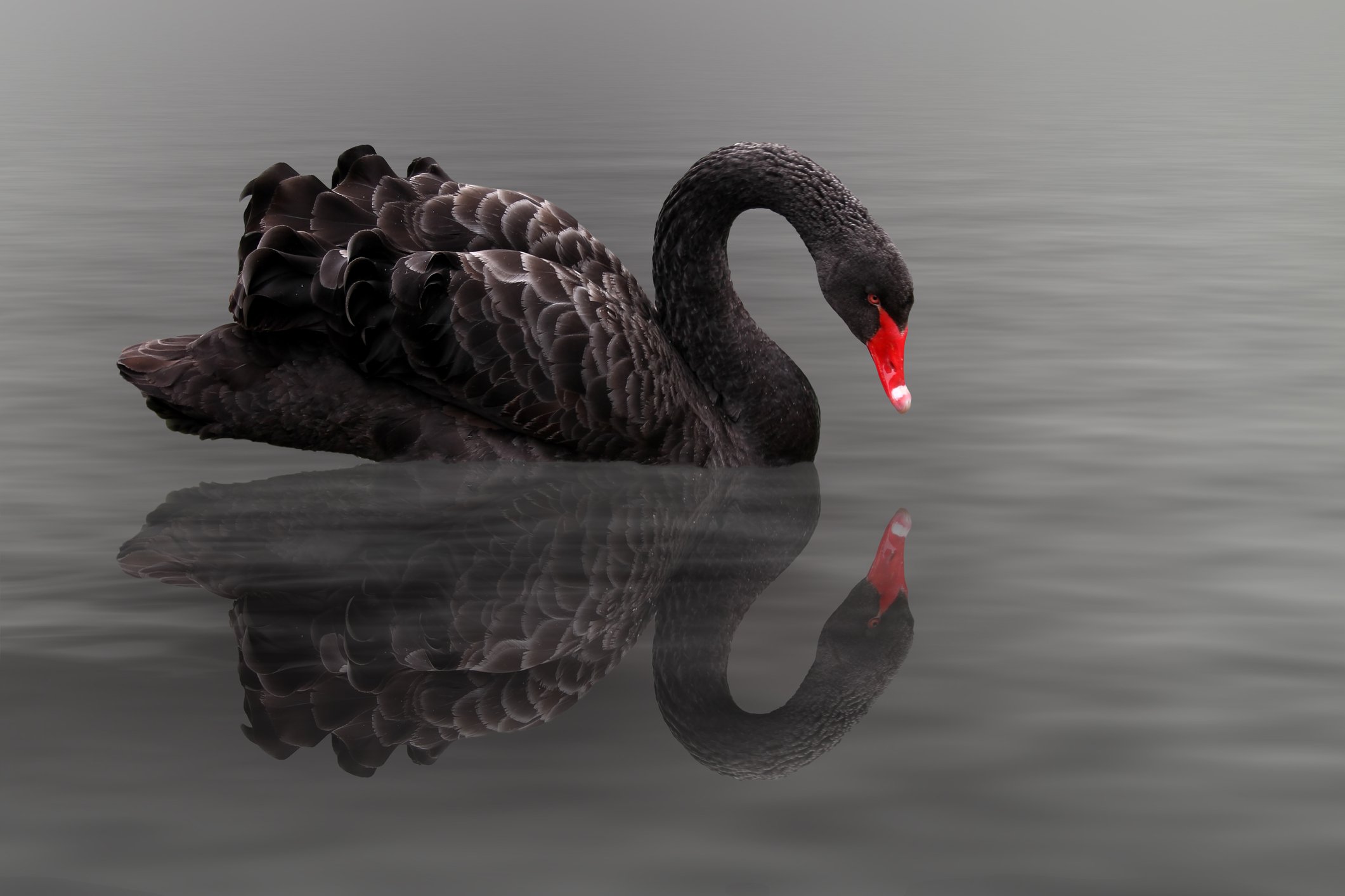 A Black Swan