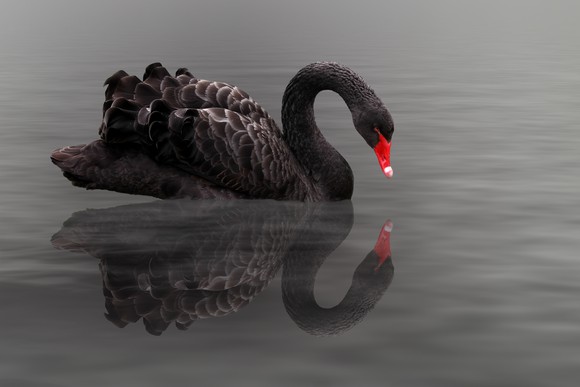 A Black Swan