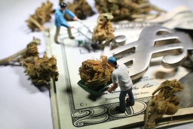 Marijuana buds in tiny wheelbarrows