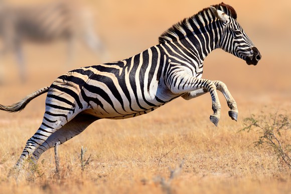 Zebra leaping