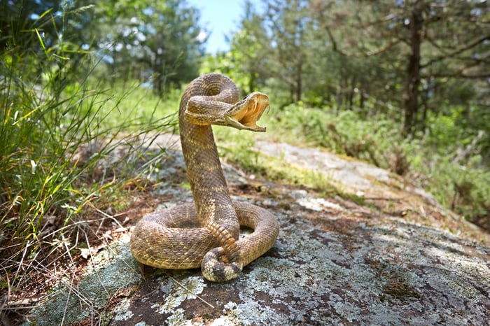 A viper with fangs extended