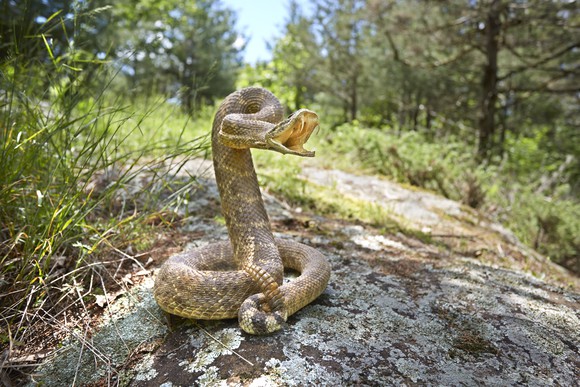 A viper with fangs extended