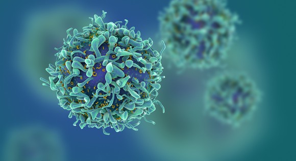 A human T-cell.