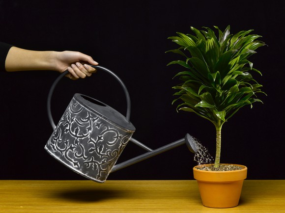 Watering can watering a growing plant.