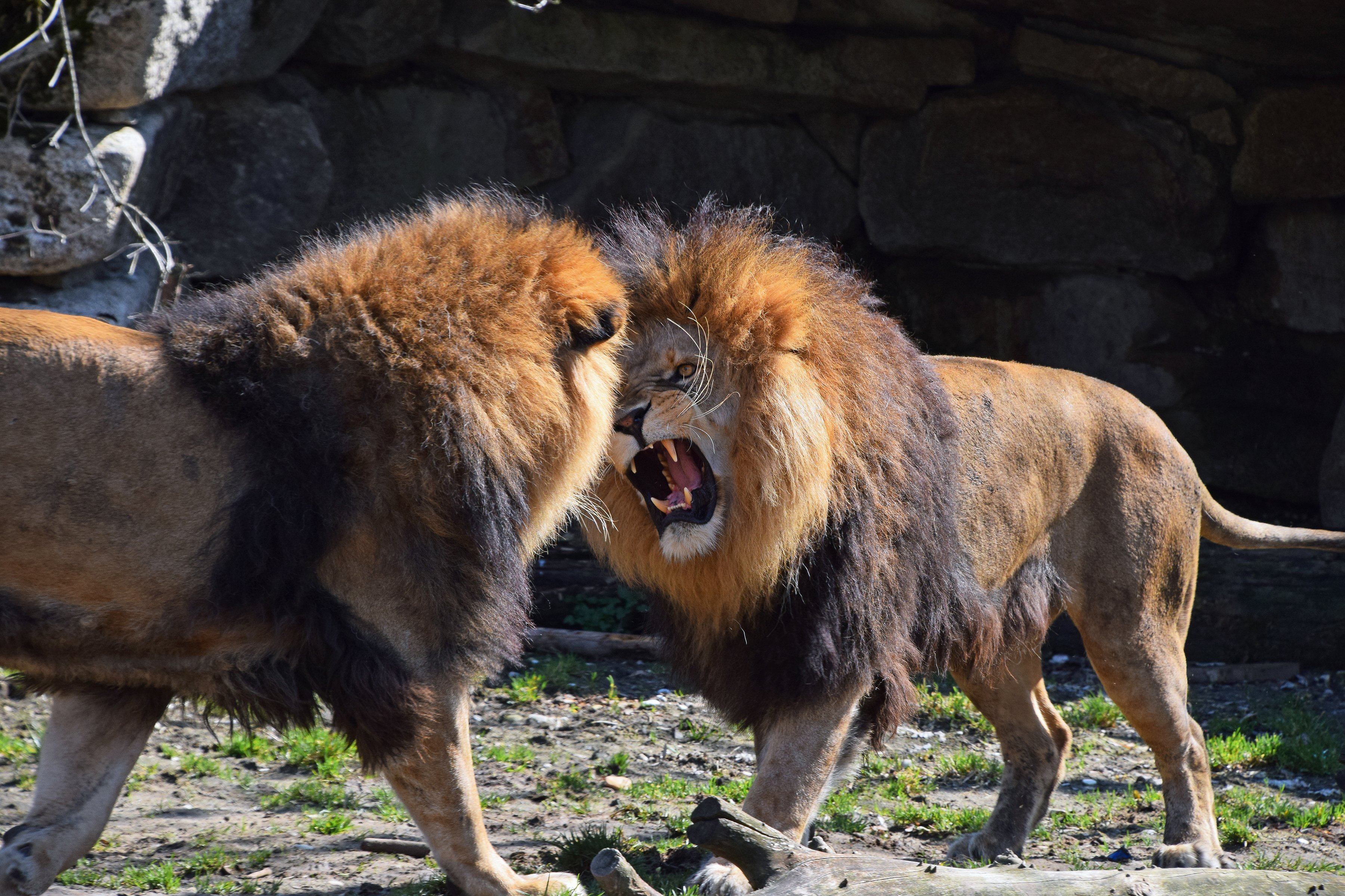 Two male lions facing each other, one snarling at the other.