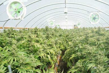 weed farm