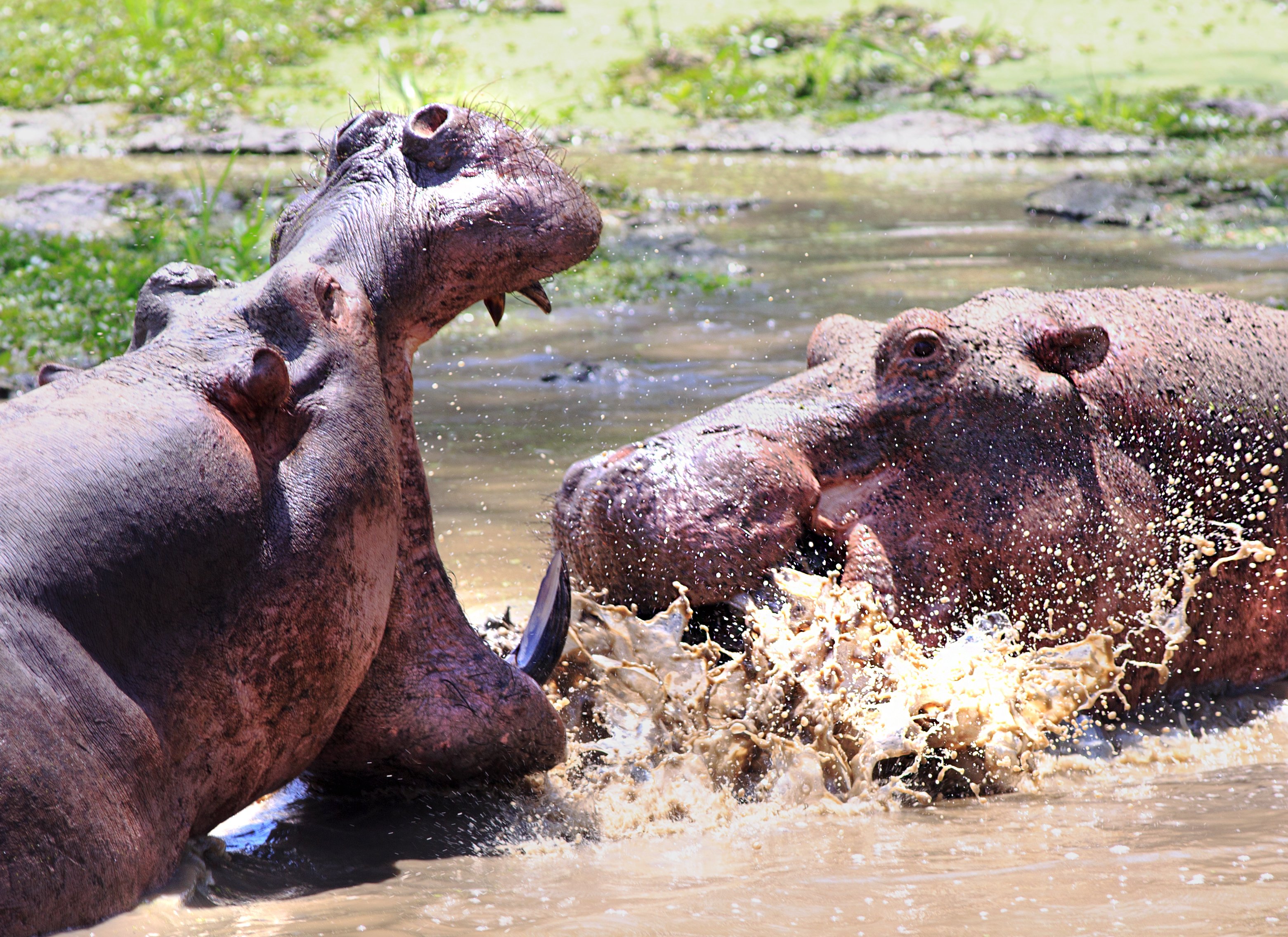 Two hippos fighting each other.