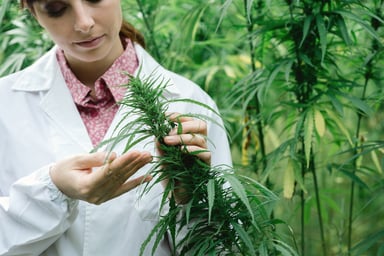 woman scientist hemp marijuana getty