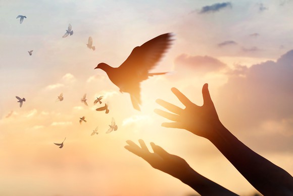 A pair of hands and a flock of birds in silhouette against a sky.